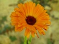 Beautiful flower Calendula officinalis, the pot marigold, ruddles, common marigold or Scotch marigold. Royalty Free Stock Photo