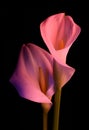 Beautiful flower calla with beautiful neon light on a black background. Two beautiful flowers Royalty Free Stock Photo