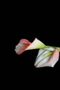 Beautiful flower calla with beautiful neon light on a black background. Two beautiful flowers Royalty Free Stock Photo