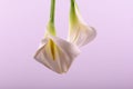 Beautiful flower calla with beautiful neon light on a pink background Royalty Free Stock Photo