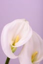 Beautiful flower calla with beautiful neon light on a pink background Royalty Free Stock Photo