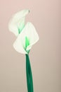 Beautiful flower calla with beautiful neon light on a pink background Royalty Free Stock Photo