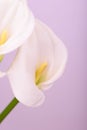 Beautiful flower calla with beautiful neon light on a pink background Royalty Free Stock Photo