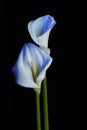 Beautiful flower calla with beautiful neon light on a black background. Two beautiful flowers Royalty Free Stock Photo