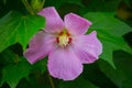 This beautiful purple flower called as Hibiscus moscheutos, rose mallow or swamp rose-mallow Royalty Free Stock Photo