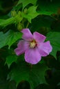 This beautiful purple flower called as Hibiscus moscheutos, rose mallow or swamp rose-mallow Royalty Free Stock Photo