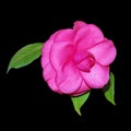 Beautiful flower of Camellia. Isolated on black