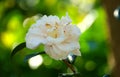 Beautiful flower of Camellia Japonica `White Empress`