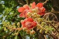 Beautiful  flower of Cannon Ball Tree Royalty Free Stock Photo