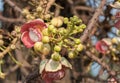 Beautiful flower cannon ball tree or sala flowers Royalty Free Stock Photo