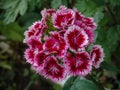 A beautiful flower carnation bush, crimson blossomed in the garden Royalty Free Stock Photo