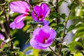 Beautiful flower Chinese hibiscus purple Royalty Free Stock Photo