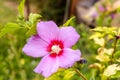 Beautiful flower Chinese hibiscus purple Royalty Free Stock Photo