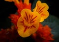 Beautiful flower of chrysothemis pulchella, sunset bells, copper leaf, black flamingos, chryothemis