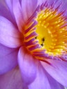 Beautiful flower close up Royalty Free Stock Photo