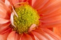 Beautiful Flower Close-up