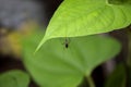 Mosquito hanging on plant leaf