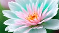 Beautiful flower close-up, macro photography, shallow depth of field