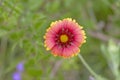 Beautiful flower close up multi-color Royalty Free Stock Photo