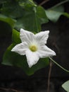 White Wild Cucumber Flower Bloom
