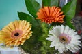 Beautiful flower composition. Bouquet of colorful nice gerbera