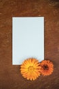 Beautiful flower composition. Mockup with white sheet of paper and orange garden flowers. Summer vintage decor Royalty Free Stock Photo