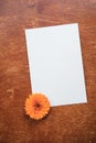 Beautiful flower composition. Mockup with white sheet of paper and orange garden flowers. Summer vintage decor Royalty Free Stock Photo