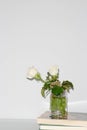 Beautiful flower concept, White blooming rose in vase on the books isolated on grey background Royalty Free Stock Photo