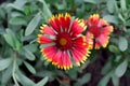 Beautiful flower with a convex fluffy center and red-yellow three-toothed petals. Gaillardia Royalty Free Stock Photo