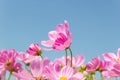 Beautiful flower Cosmos Bipinnatus flower in the garden with sky