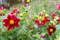 Beautiful flower Dahlia variabilis with water drops