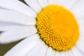 Beautiful flower daisy macro. Soft focus.