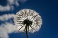 Beautiful flower dandelion fluffy seeds against a blue sky in th