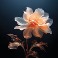 A beautiful flower on a dark background, light orange and light bronze