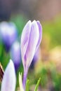 Beautiful flower on dark evening in rays of sunset sun close-up macro in nature. Delightful atmospheric airy image with Royalty Free Stock Photo