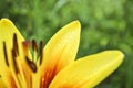 Beautiful flower daylily flower bud lily yellow bright multicolored fresh greens