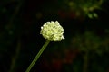 A flowering leek vegetable plant Royalty Free Stock Photo