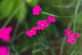 Beautiful flower dianthus deltoides on green background. Pink flower maiden pink, spink, carnation herb. Garden ornamental plant Royalty Free Stock Photo