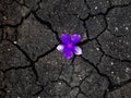 Beautiful Flower on the dry Land Royalty Free Stock Photo