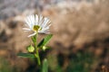 Beautiful flower of Erigeron annuus with white petals, buds and yellow core against a blurred background in the rays of the autumn