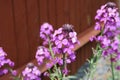 The beautiful flower Erysimum Bowles Mauve Royalty Free Stock Photo