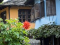 Beautiful flower in the ethnographic village of Etara Bulgaria