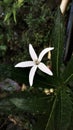 This beautiful flower is famous for treating sore eyes, she Is a kitolod flower