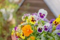 Beautiful flower field of blooming purple yellow wild pansy ,heartsease ,Johnny Jump up,garden violet ,Field Pansy Royalty Free Stock Photo