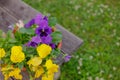 Beautiful flower field of blooming purple yellow wild pansy ,heartsease ,Johnny Jump up,garden violet ,Field Pansy Royalty Free Stock Photo