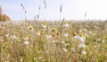 Beautiful flower in the field. Field with daisies and blue sky