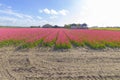 Beautiful flower field in spring time in The Netherlands