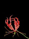 Beautiful flower of the flame Lily plant.