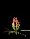 Beautiful flower of the flame Lily plant.