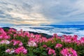 Beautiful flower and fog on the view of mountains